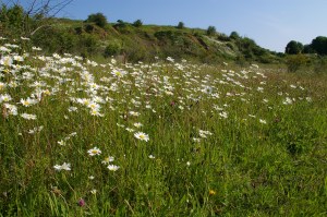 Oxeye Daisies (Leucanthemum vulgare) (image © Mike Poulton)
