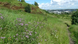 Creeping Thistle in grassland