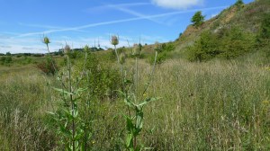 The Rowley Hills (image © Mike Poulton)