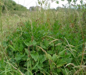 Good-king-henry (Chenopodium bonus-henricus) (image © Mike Poulton)