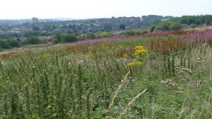 Wildflower landscape (image © Mike Poulton)