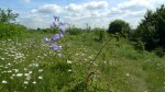 Harebell (Campanula persicicifolia) and Oxeye Daisy (Leucanthemum vulgare) (image © Mike Poulton)