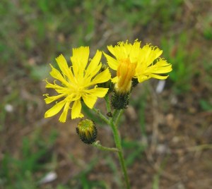 Tall Mouse-ear Hawkweed (Pilosella praealta) (image © Jane Tavener)