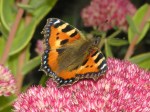 Small Tortoiseshell butterfly (Aglais urticae) (image ©Mike Poulton)