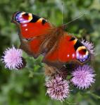 Peacock butterfly (Inachis io) (image ©Mike Poulton)