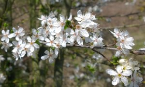 Cherry Plum (Prunus cerasifera) (image ©Mike Poulton)