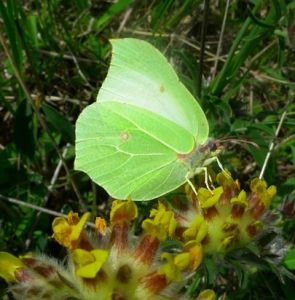 Brimstone butterfly (Gonepteryx rhamni) (image © Mike Poulton)