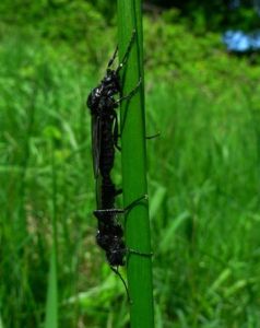 St Mark's Fly (Bibio marci) (image © Mike Poulton)
