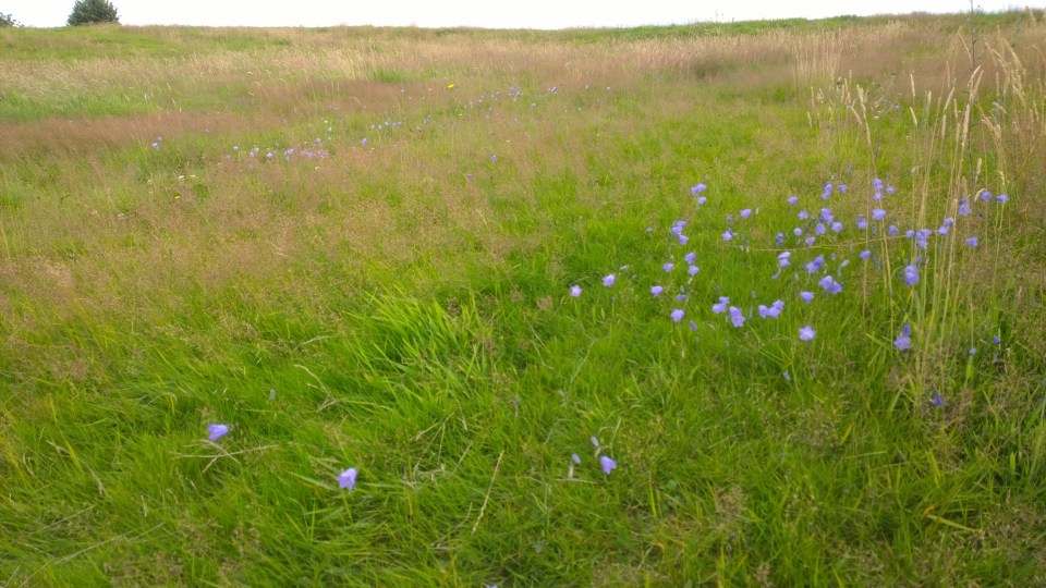 Bury Hill Harebells, July 2015 (image © Mike Poulton)