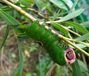 Puss Moth caterpillar (Cerura vinula) (image © Mike Poulton)