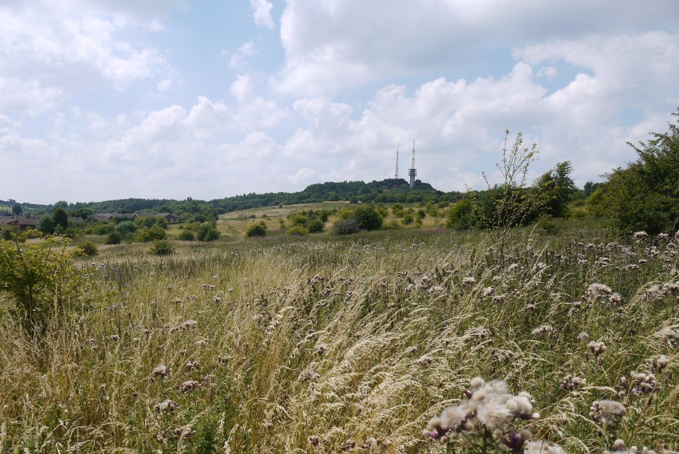 The Rowley Hills 8th August 2015 (image © Jane Tavener)