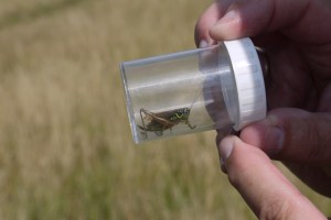 Roesel's Bush-cricket (Metrioptera roeselii) (image © Jane Tavener)