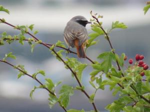 Redstart (Phoenicurus phoenicurus) (image © Ian Whitehouse)