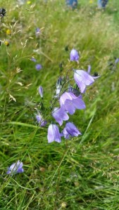 Harebell (Campanula rotundifolia) (image © Doug Barber)