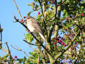 Spotted Flycatcher (image © Ian Whitehouse)