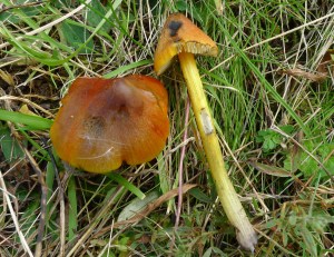 Blackening Waxcap (Hygrocybe nigrescens) (image © Mike Poulton)
