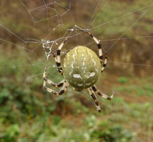 Four Spotted Orb Weaver (Araneus quadratus) (image © Mike Poulton)