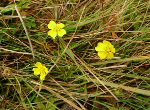 Trailing Tormentil (Potentilla anglica) (image © Mike Poulton)