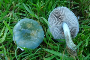 Verdigris Agaric (Stropharia aeruginosa) (image © Mike Poulton)