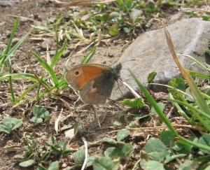 Small Heath butterfly (Coenonympha pamphilus) (image © Jane Tavener)