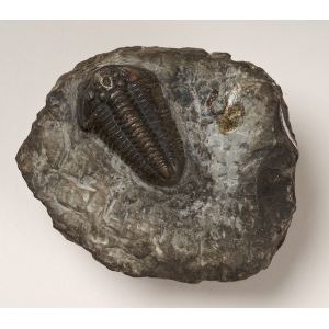 A fossil trilobite known as Calymene blumenbachii, a.k.a. the Dudley bug!
