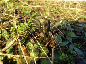 Earth Tongue (Trichoglossum) (image © Mike Poulton)