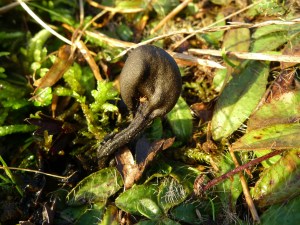 Earth Tongue (Trichoglossum) (image © Mike Poulton)