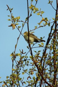 Willow Warbler (image © Andrew Cook)