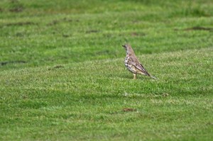 Mistle Thrush (image © Andrew Cook)