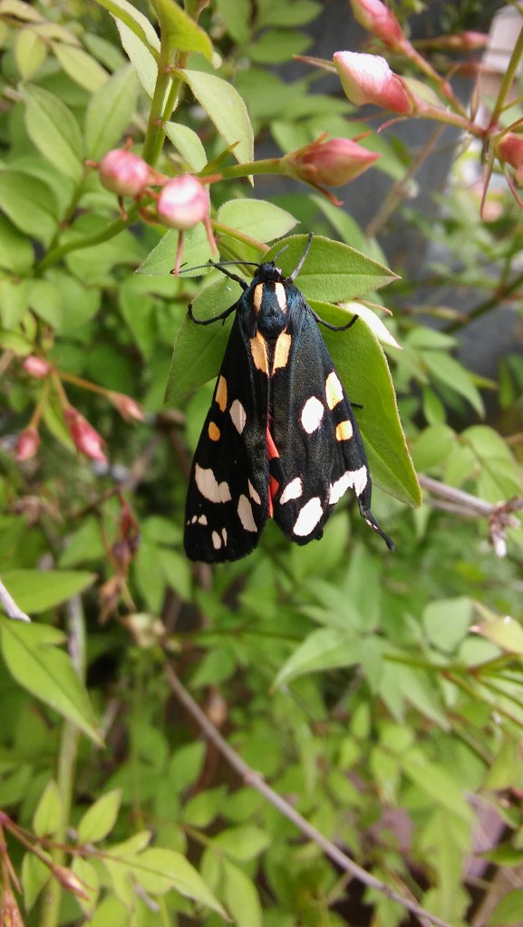 Scarlet Tiger moth (Callimorpha dominula) (image © Mike Poulton)