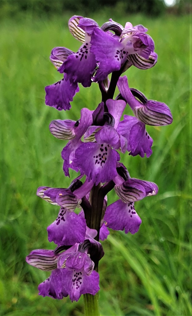 Images of a Gorse Shieldbug on a Gorse plant and a photo of a Green Winged Orchid